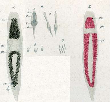 Image of Plagiostomum reticulatum (Schmidt 1852)