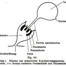 Sivun Plagiostomum reticulatum (Schmidt 1852) kuva