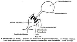 Image of Plagiostomum reticulatum (Schmidt 1852)