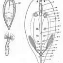 Image de Oligochoerus bakuensis Beklemischev 1963