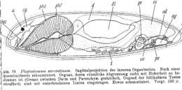 Image of Plagiostomum sorrentinum Riedl 1954