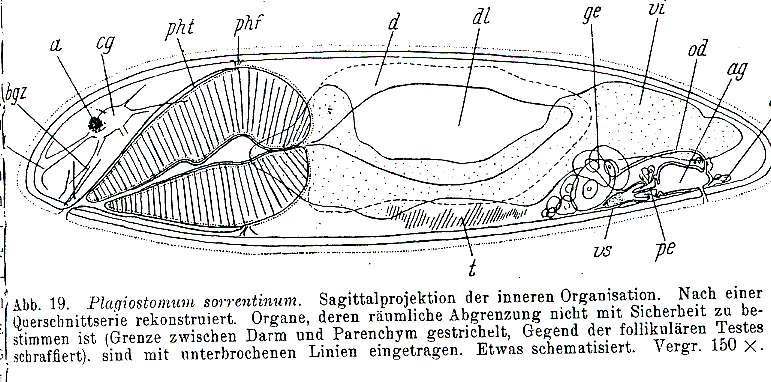 Image de Plagiostomum sorrentinum Riedl 1954