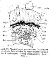 Image of Plagiostomum sorrentinum Riedl 1954