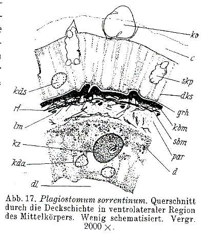 Image of Plagiostomum sorrentinum Riedl 1954