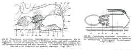 Image de Plagiostomum sorrentinum Riedl 1954