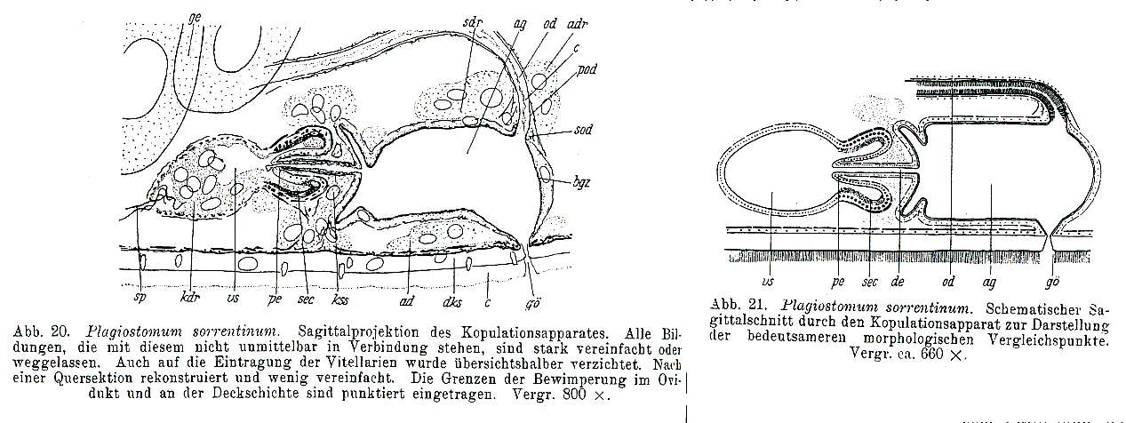 Image de Plagiostomum sorrentinum Riedl 1954