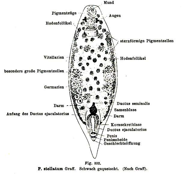 Image of Plagiostomum stellatum Graff 1911