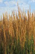 Image of feather reed grass