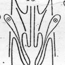 Image of Plagiostomum striatum Westblad 1956