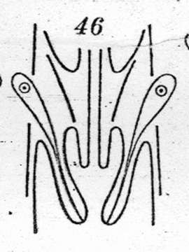 Image de Plagiostomum striatum Westblad 1956