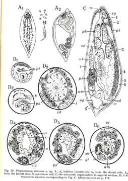 Image of Plagiostomum striatum Westblad 1956