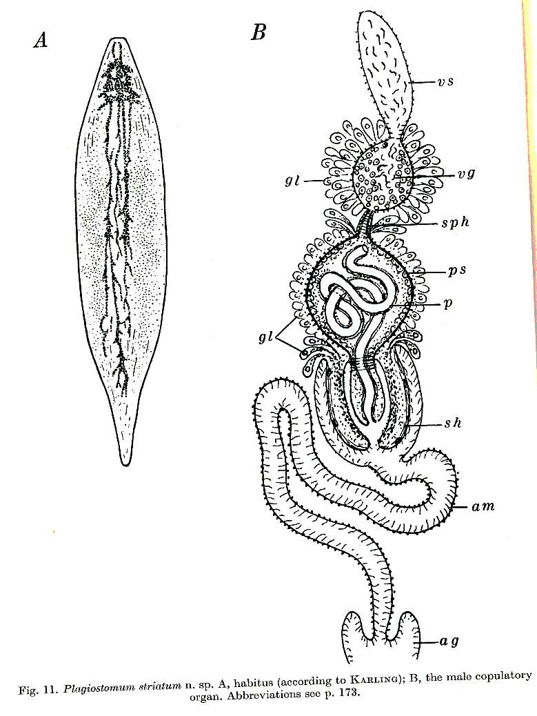 Image of Plagiostomum striatum Westblad 1956