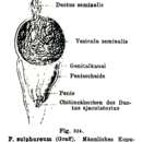 Imagem de Plagiostomum sulphureum Graff 1882