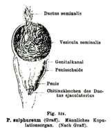 Image of Plagiostomum sulphureum Graff 1882