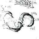 Image of Plagiostomum torquatum Karling 1940