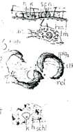 Image of Plagiostomum torquatum Karling 1940