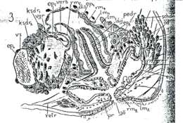 Image of Plagiostomum torquatum Karling 1940