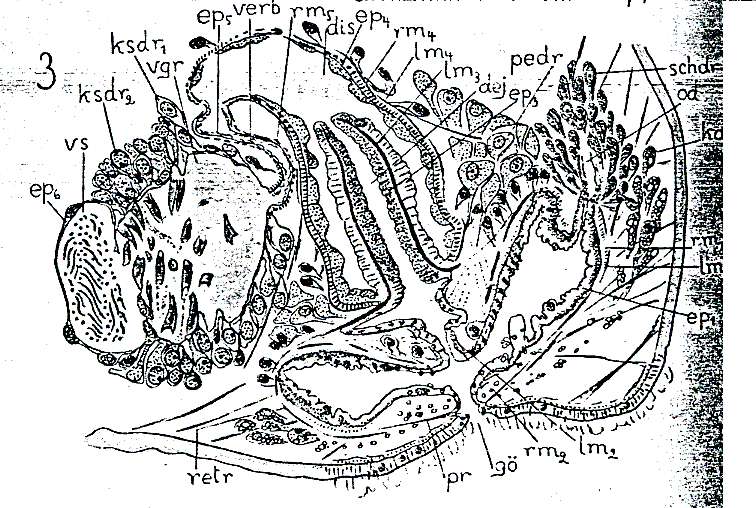 Image of Plagiostomum torquatum Karling 1940