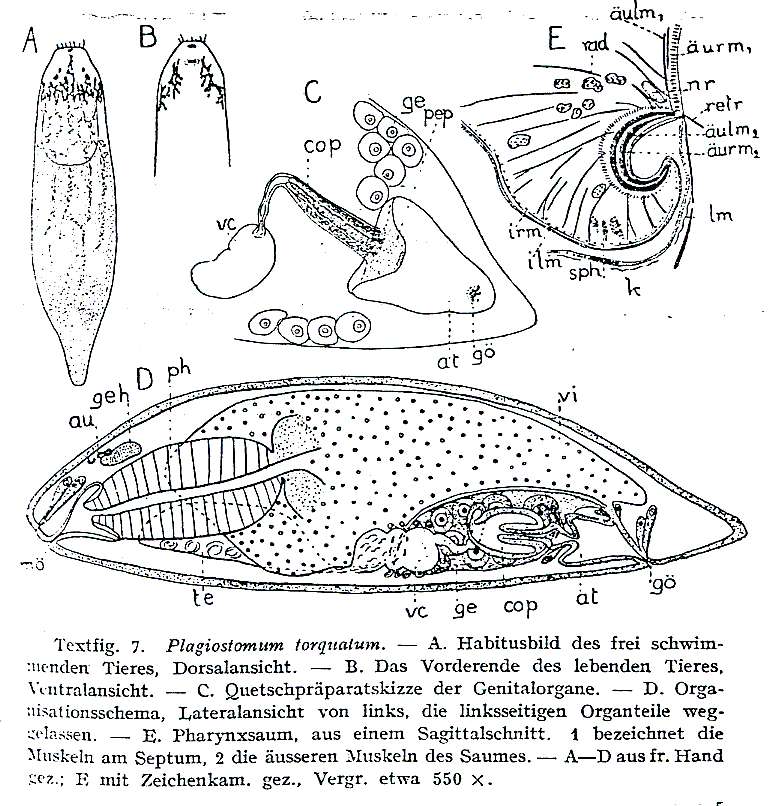 Image of Plagiostomum torquatum Karling 1940