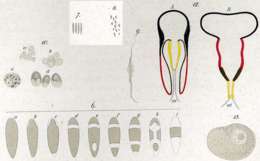 Image of Plagiostomum vittatum (Frey & Leuckart 1847)