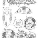 Sivun Plagiostomum vittatum (Frey & Leuckart 1847) kuva
