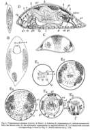 Sivun Plagiostomum vittatum (Frey & Leuckart 1847) kuva