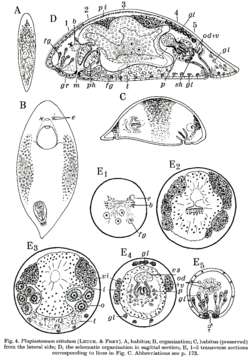 Image de Plagiostomum vittatum (Frey & Leuckart 1847)