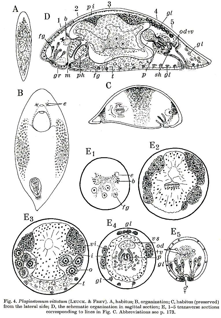 Image de Plagiostomum vittatum (Frey & Leuckart 1847)