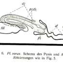 Image of Plagiostomum vorax Brandtner 1934