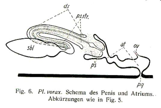 Image of Plagiostomum vorax Brandtner 1934