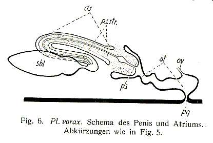 Image of Plagiostomum vorax Brandtner 1934