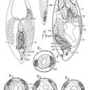 Image de Plagiostomum whitmani Graff 1911