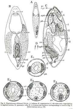 Image de Plagiostomum whitmani Graff 1911