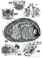 Image of Puzostoma