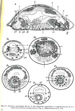 Image of Vorticeros