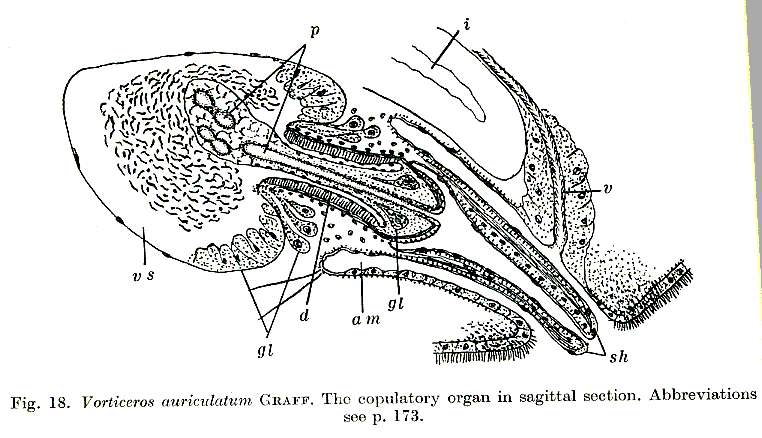 Image of Vorticeros