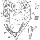 Imagem de Oligochoerus xanthella Beklemischev 1963