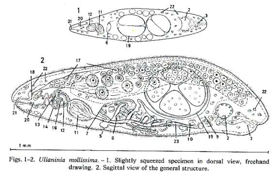 Image of Ulianinia