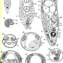 Image de Plagiostomula vivipara Westblad 1956