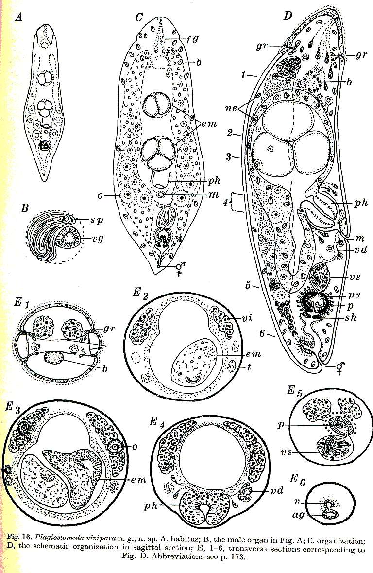 Image of Plagiostomula