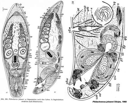 Image of Philachoerus