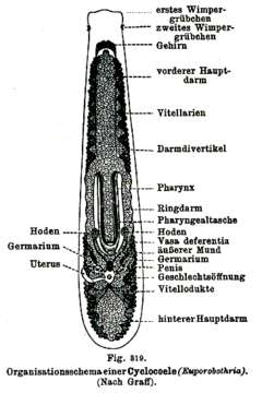 Image of Bothrioplanida