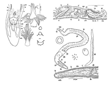 Image of Proseriata