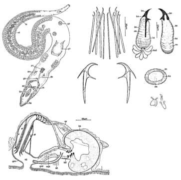 Image of Proseriata