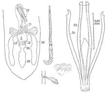 Image of Coelogynopora brachystyla Karling 1966