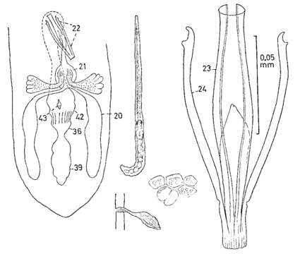 Image of Coelogynopora brachystyla Karling 1966