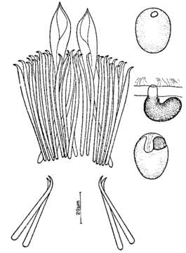 Image of Coelogynopora cochleare Ax & Sopott-Ehlers 1979