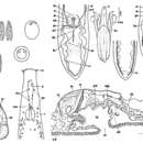 Image of Coelogynopora coniuncta Tajika 1978