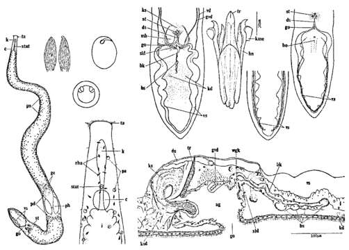 Image of Coelogynopora coniuncta Tajika 1978