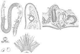 Image of Coelogynopora falcaria Ax & Sopott-Ehlers 1979